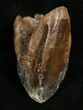 Huge, Unworn Triceratops Tooth - #5712-3